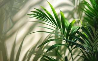 Sunlight Filtering Through Palm Leaves on a Wall photo