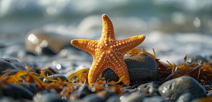 Orange Starfish on a Rocky Beach With Seaweed at Sunset photo