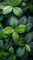 Close Up of Green Plant With Leaves photo