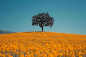 Lone Tree Atop Hill photo
