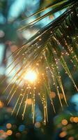 Sun Shining Through Palm Tree Leaves photo
