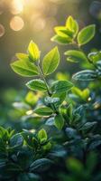 Glistening Green Leaves With Water Droplets photo
