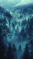 Misty Forest With Dense Trees photo