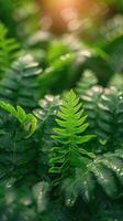 Close Up of Green Plant in Forest photo