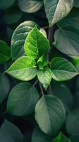 Glistening Green Leaves With Water Droplets photo