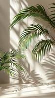 Palm Tree Casting Shadow on Wall photo