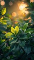Green Leaf With Water Droplets photo