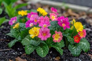Vibrant Garden Filled With Colorful Flowers photo