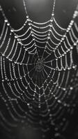 Spider Web Covered in Water Droplets photo