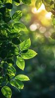 Close Up of Tree Branch With Leaves photo