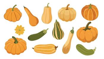 Set of fresh autumn vegetables. Orange pumpkin, gourd, green and yellow squashes, and zucchini. illustration vector