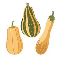illustration of a vegetable marrow, zucchini, squash. Zucchini isolated on white background. illustration in cartoon style. vector