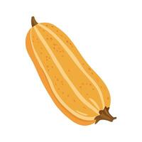 illustration of a vegetable marrow, zucchini, squash. Zucchini isolated on white background. illustration in cartoon style. vector