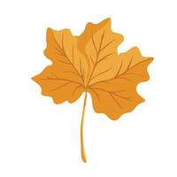 Leaf maple. Colorful autumn leaf. Season nature and ornament theme. Isolated design. illustration vector