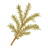 Fir tree branch. A branch of a pine tree. Coniferous trees. illustration design. vector