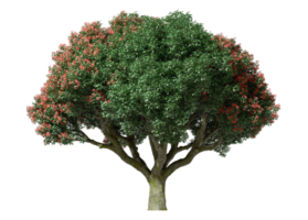 grande albero flora isolato su trasparente sfondi 3d interpretazione png