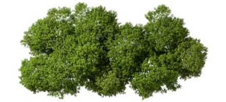 From above jungle lush trees on transparent 3d rendering png