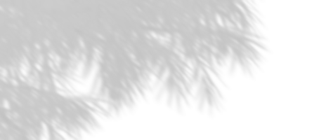 Realistic shadow shade branches leaves trees movement on transparent backgrounds png