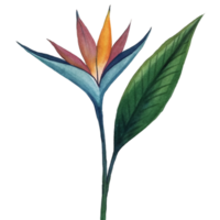 aigenerated bird of paradise flower png