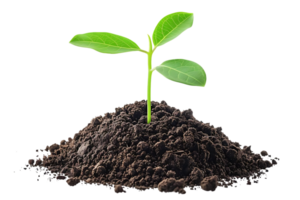 Green Sprout Emerging from Soil Realistic Image png
