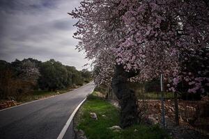Spain Andalucia spring surrounding lonely tree mountains clouds tunnel photo