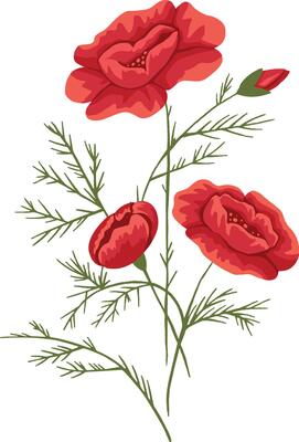 Bouquet of red poppies flowers. illustration