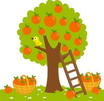 An orange tree, a ladder and a basket with picked oranges. Orange fruit produce picking at the farm in the orchard garden. vector