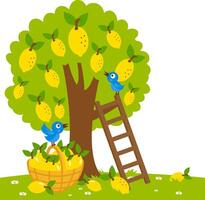 A lemon tree, birds, a ladder and a basket with harvested lemons. Lemon citrus fresh fruit produce picking at the farm. Lemon tree in the orchard garden. vector