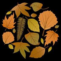 Collection of different fallen dry autumn leaves on black background. Fall season leaf set. Foliage of plants or trees collection. vector