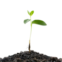 Single Green Sprout Emerging From Dark Soil - Realistic Image png