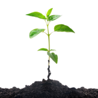 Green Sprout Emerging from Dark Soil - Realistic Image png