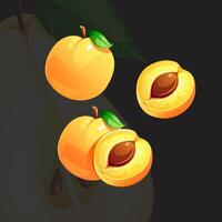 Orange Juicy Bright Fresh Ripe Apricot vector