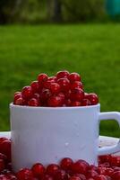 Red currant on green grass background in white cup, on the spoon photo