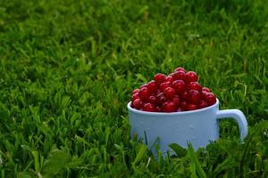 Red currant on green grass background in white cup, on the spoon photo