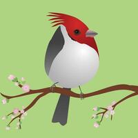 A very cute red crested cardinal bird in the shape of an egg. Green background. The bird sits on a branch with pink blossoms. vector