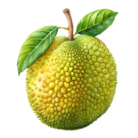 A water color jackfruit on transparent background png