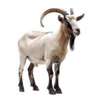 A long horned goat on transparent backdrop png