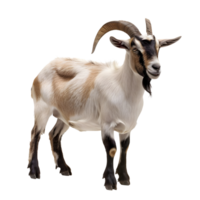 A long horned goat on transparent backdrop png