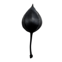 Black and white photo of isolated black seed png