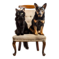 Cat and dog on chair against transparent background png