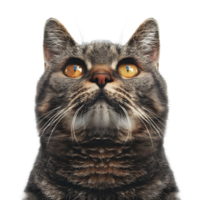 Cat alone on transparent background high detail png