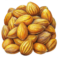 Heap of Almonds Hand Drawn Drawing png