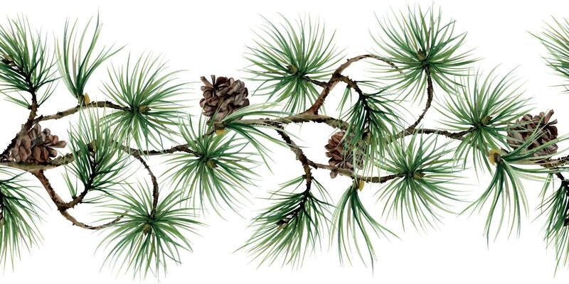 Pine, fir tree, spruce branches with needles, cones. Watercolor hand drawn illustration, seamless banner isolated on white. Xmas, happy new year festive, noel navidad holiday. Cards, gifts, florist.