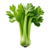 Vegetable Image Without Background Green Celery png
