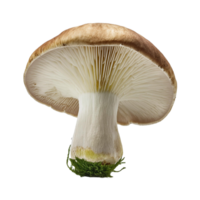 Vegetable Image Without Background White Mushroom png