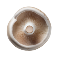 Vegetable Image Without Background White Mushroom png