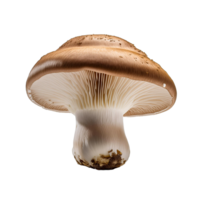Vegetable Image Without Background White Mushroom png