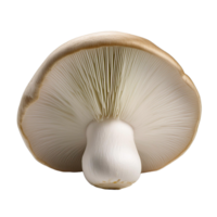 Vegetable Image Without Background White Mushroom png