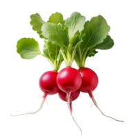 Vegetable Image Without Background Red Green Radish png