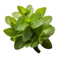 Vegetable Image Without Background Green Spearmint png